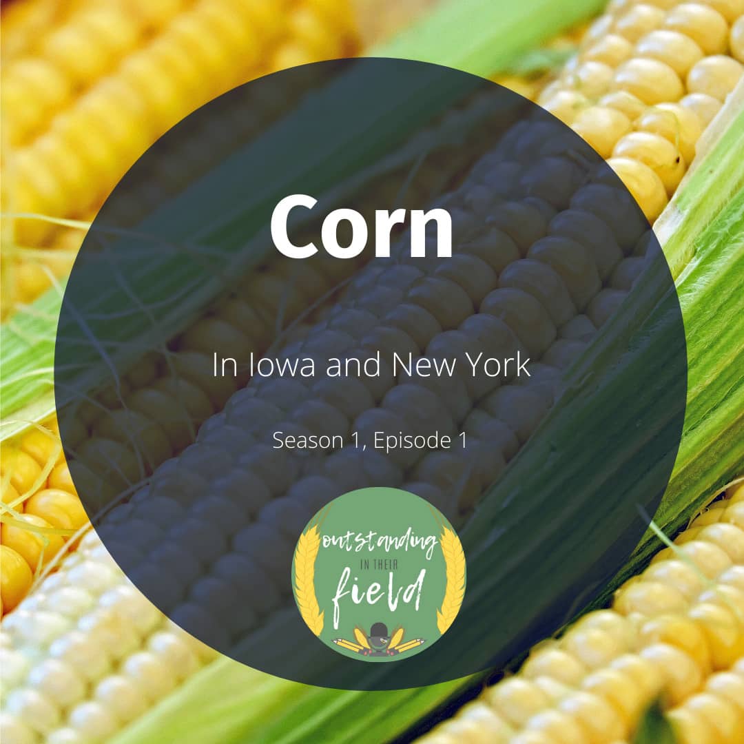 Corn in Iowa and New York