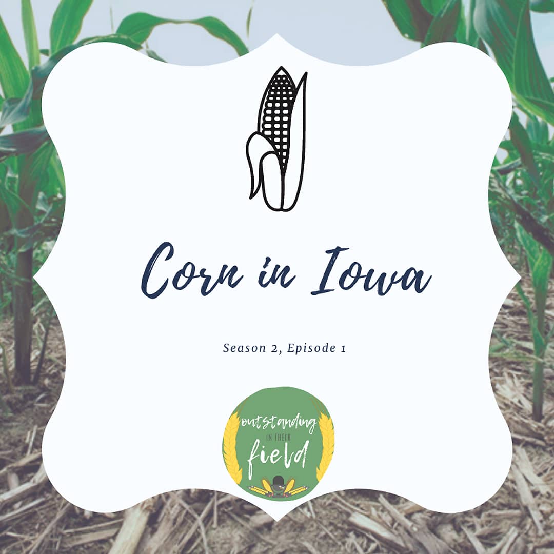 Corn in Iowa