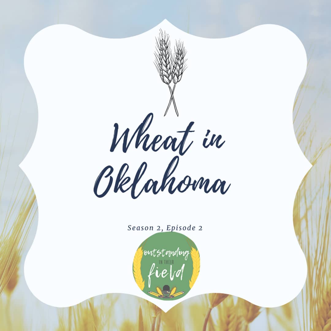 Wheat in Oklahoma