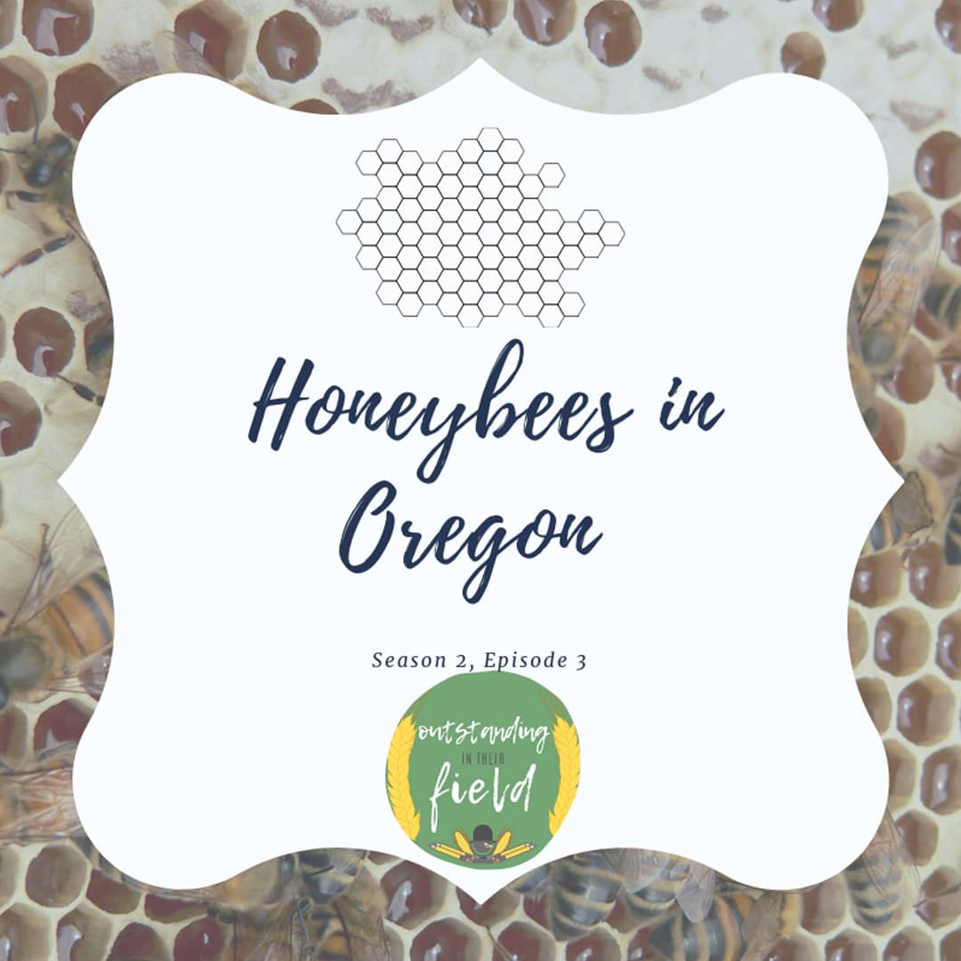 Honeybees in Oregon