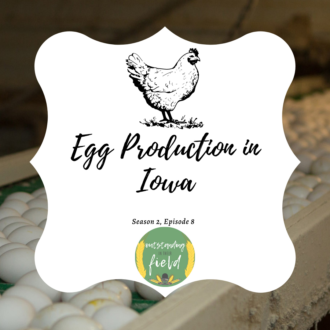 Eggs in Iowa