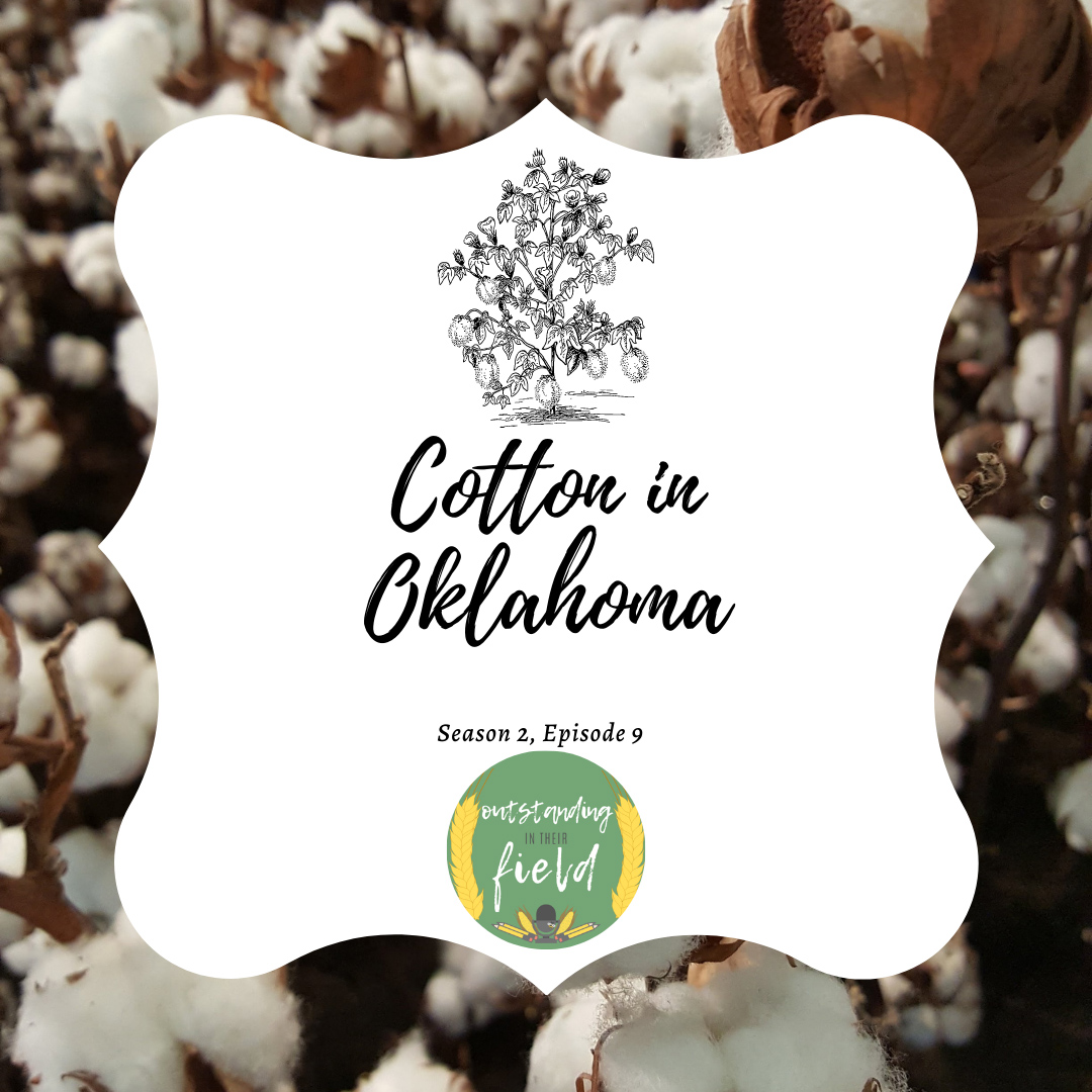 Cotton in Oklahoma