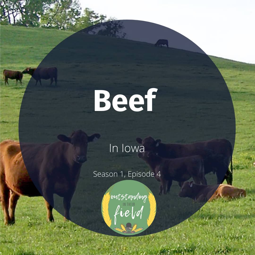 Beef Cattle in Iowa