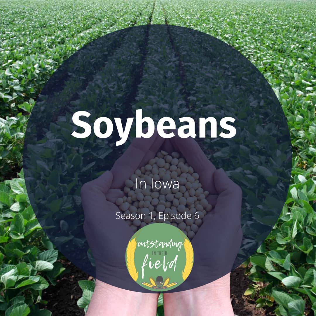 Soybeans in Iowa