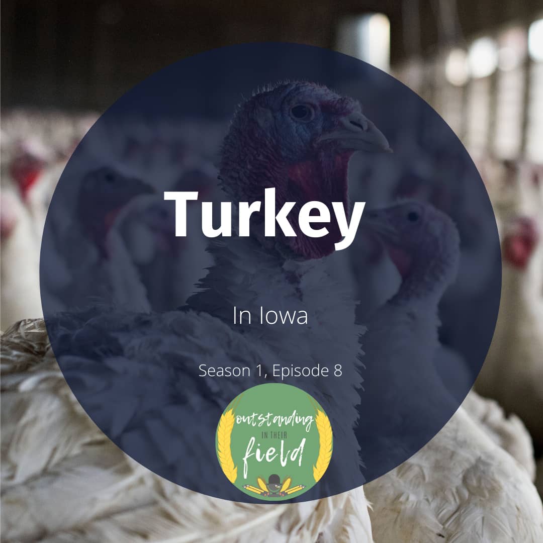 Turkey in Iowa